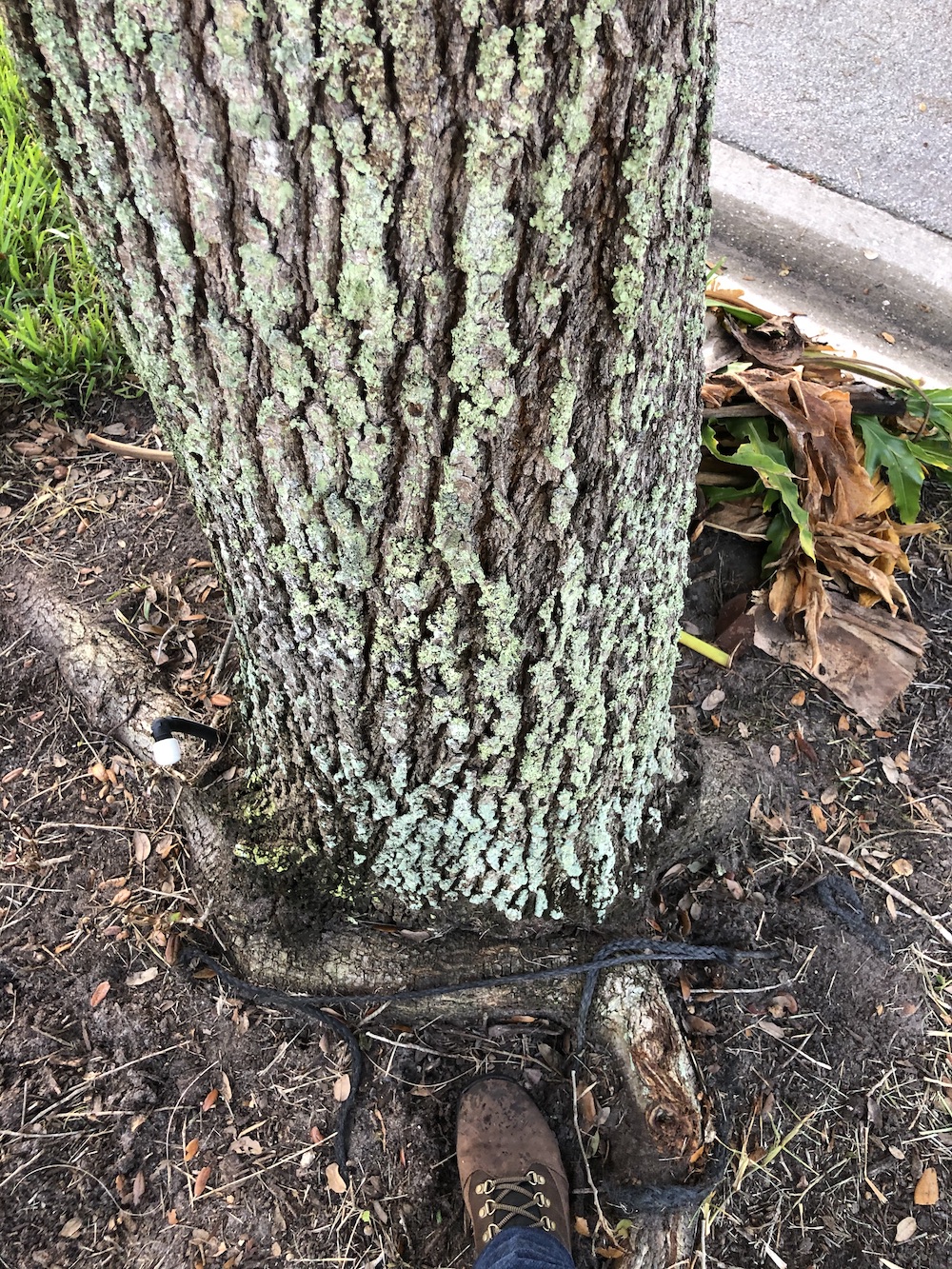 Transplanting Problems – Tree maintenance, analysis, and preservation ...